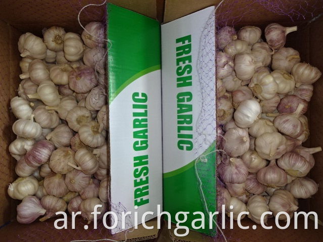 Fresh Garlic Export